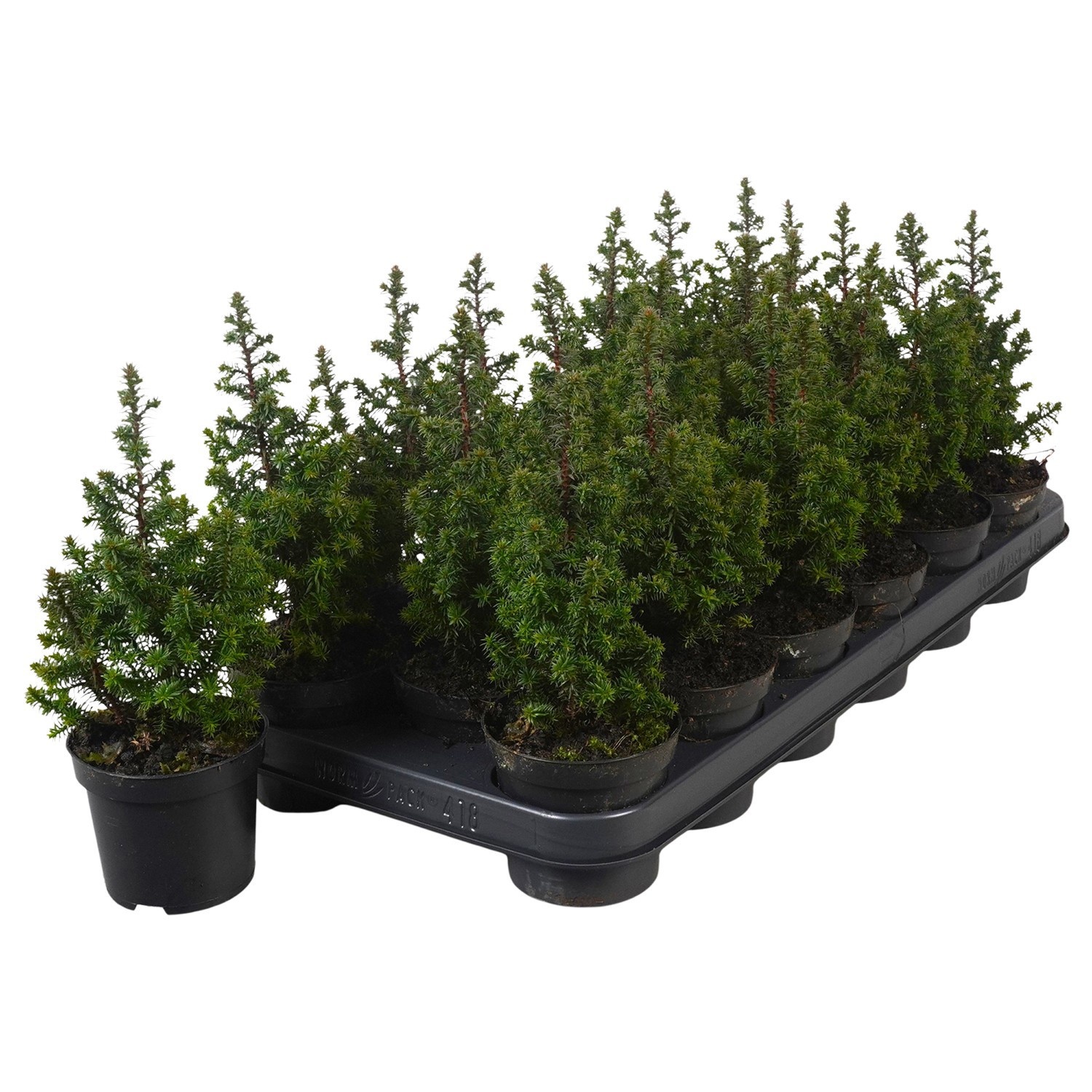 PTK2611 Top Point, D 9