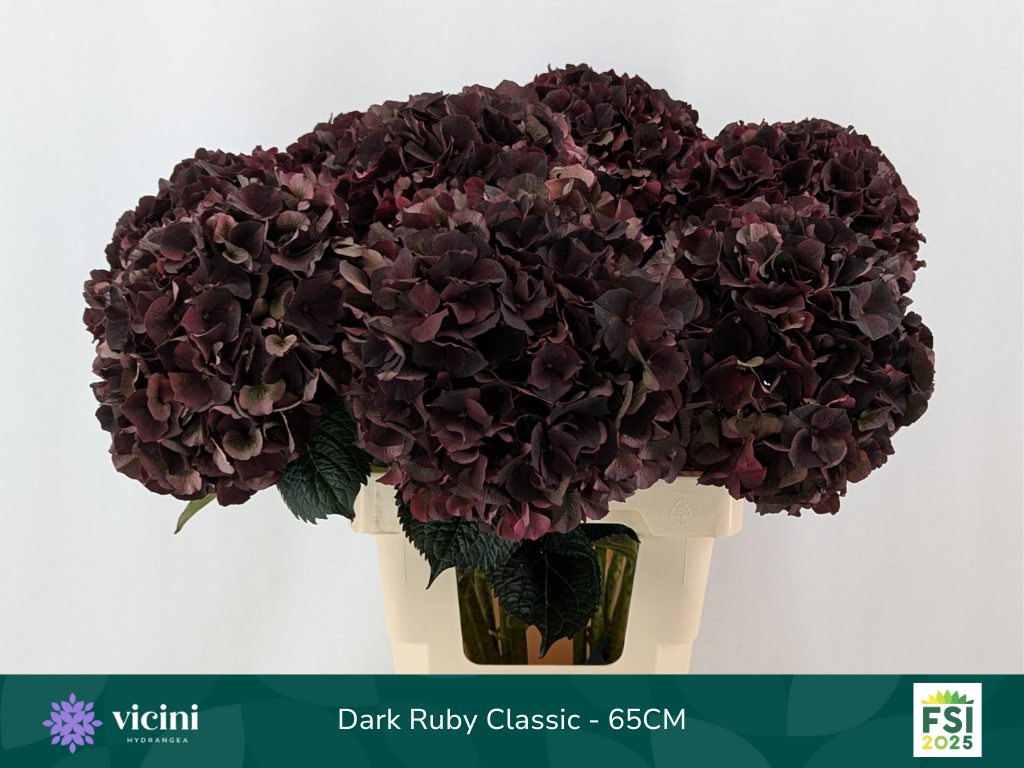 Гортензия Мэджикал Дарк Руби Классик 65, шт.