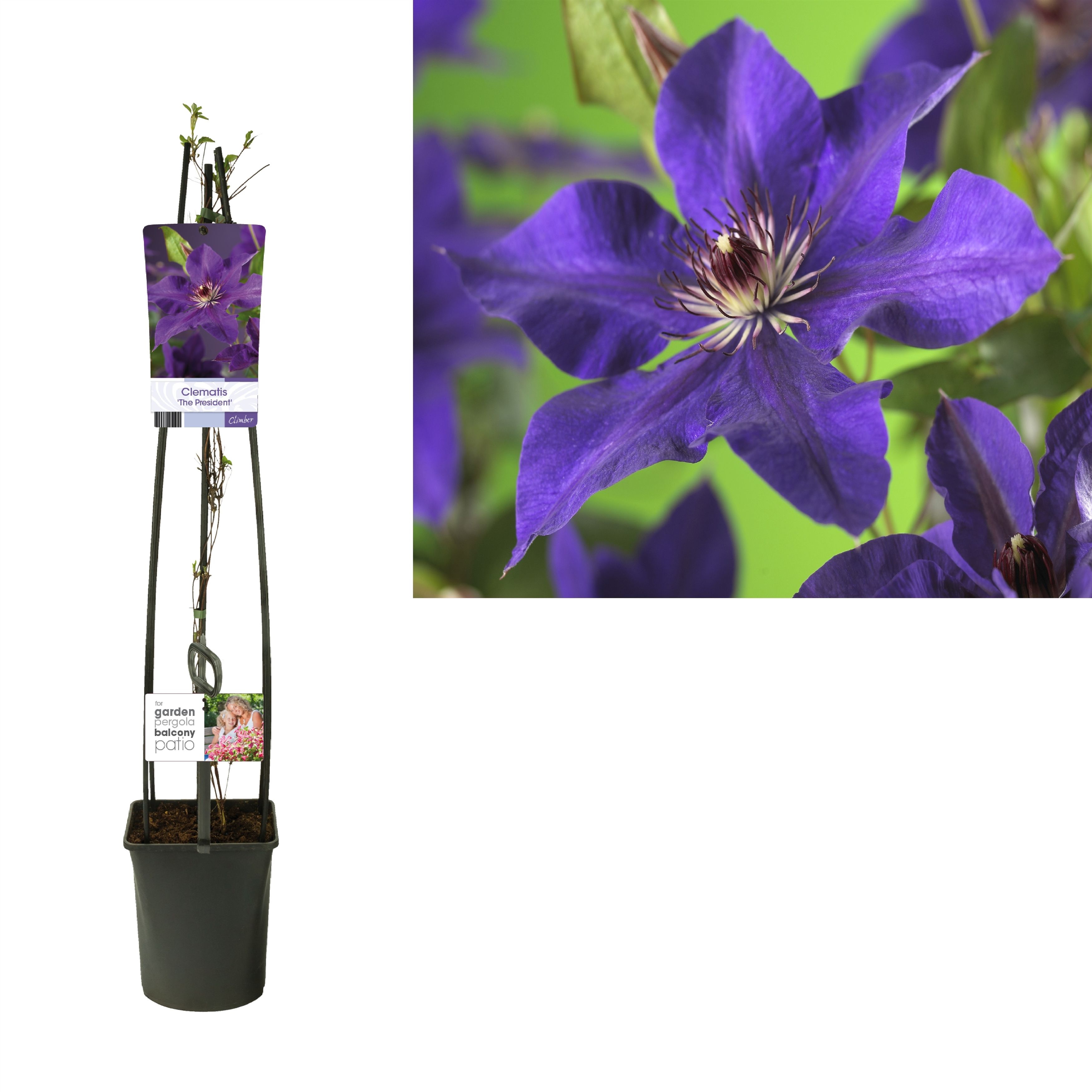 Clematis 'The President' +light label, D 23