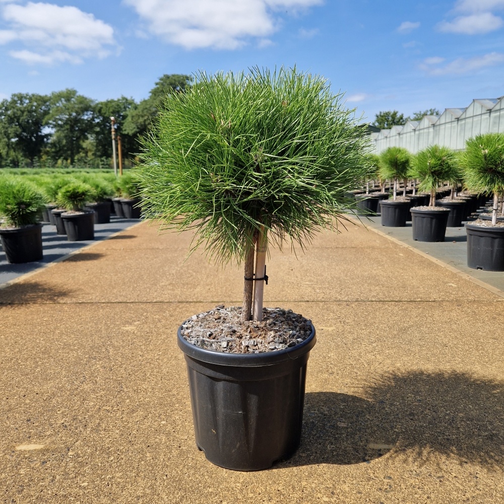 Pinus nigra 'Marie Bregeon'®, D 26 cm