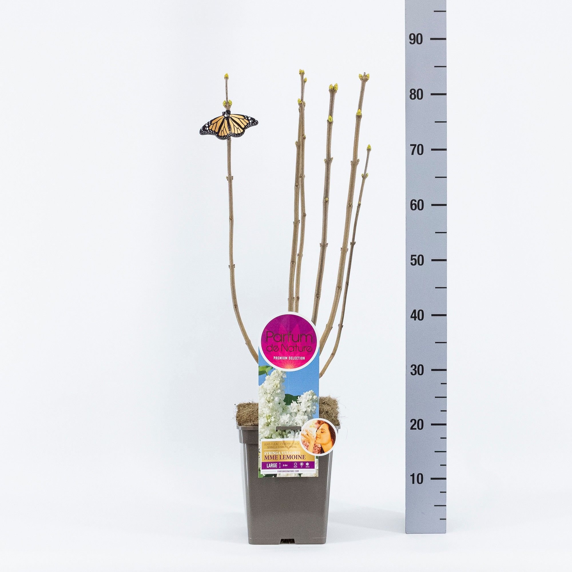 Syringa Mme Lemoine, 'Premium Selection', C5, D 23 cm