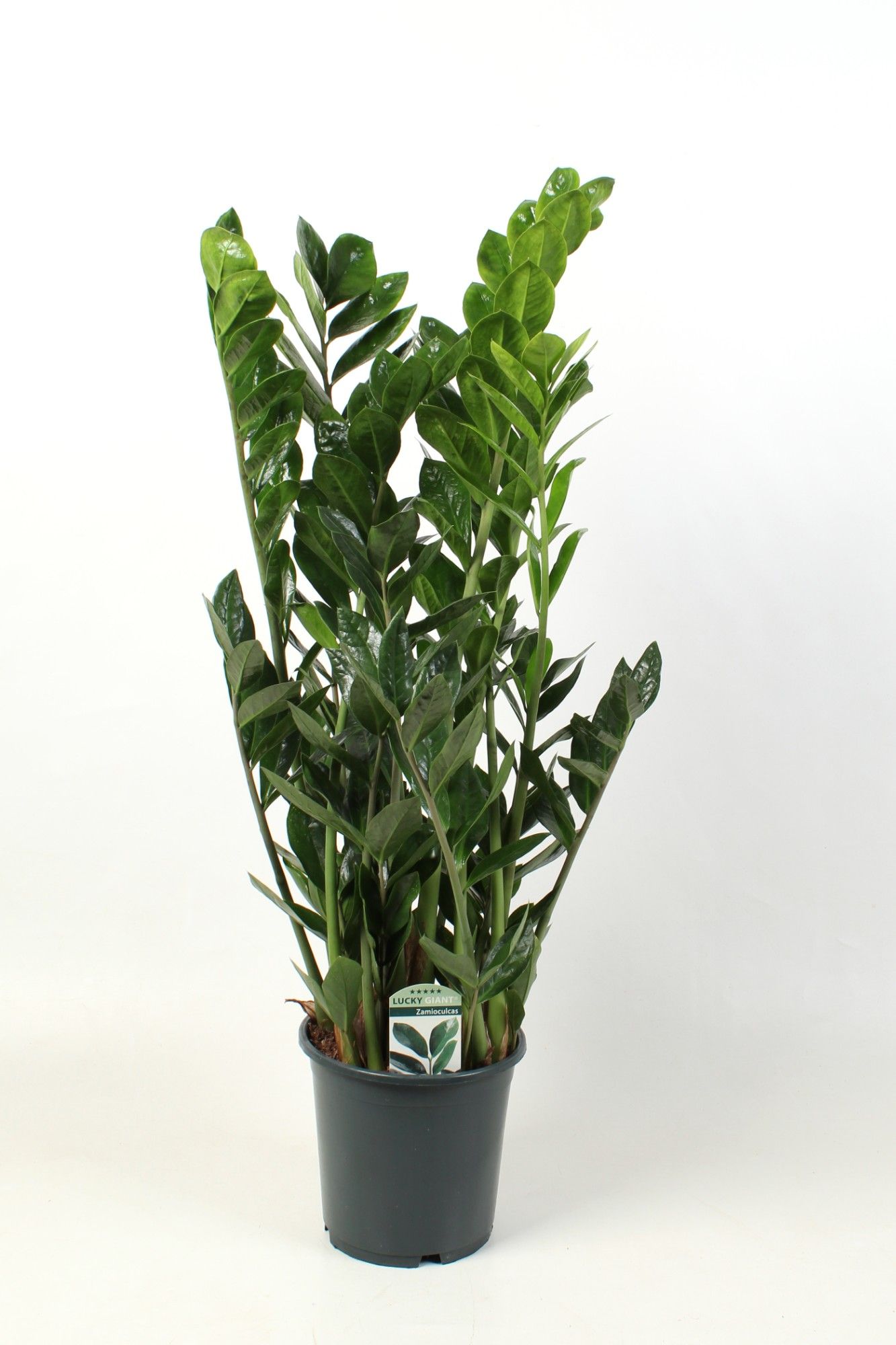 Zamioculcas Lucky Classic 10+ veren, D 21