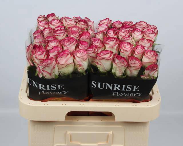 Роза од. Овериг 60, шт.