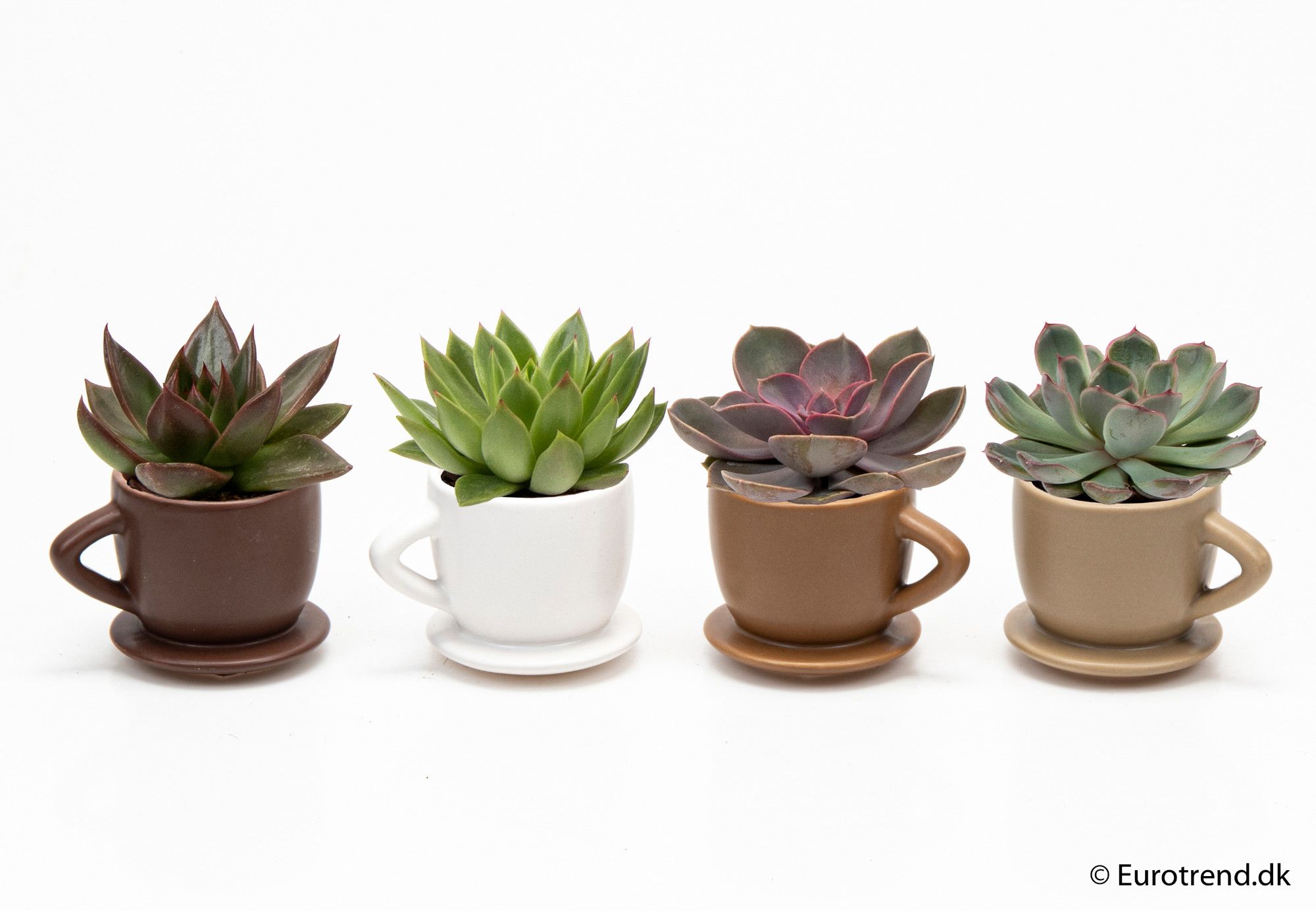 Echeveria mix in ceramic - New Look 202, D 6