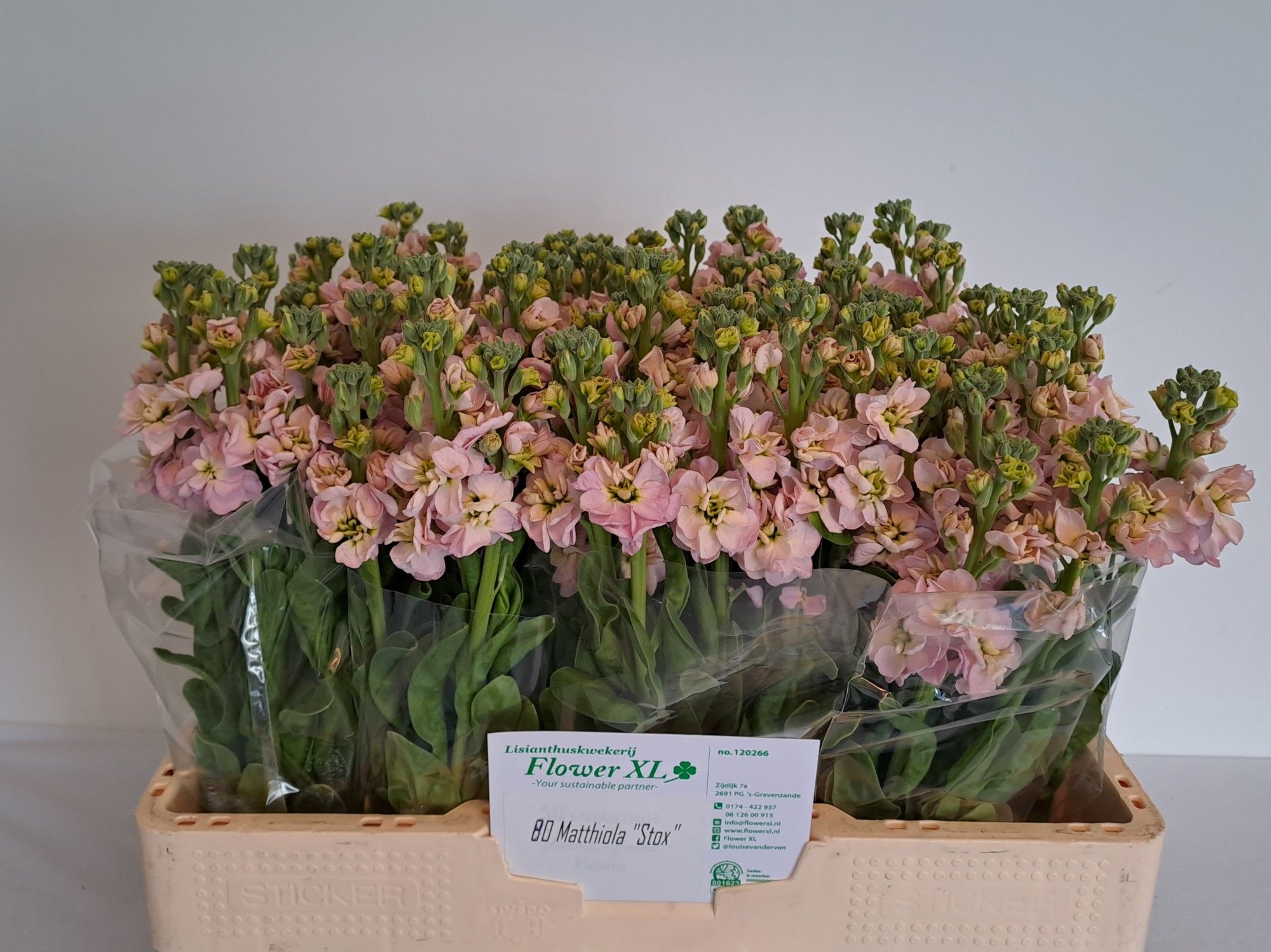 Маттиола од. Стокс Шампань 55, шт.