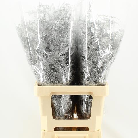 Аспарагус Овериг Крашеный (краш. ) 50, шт.