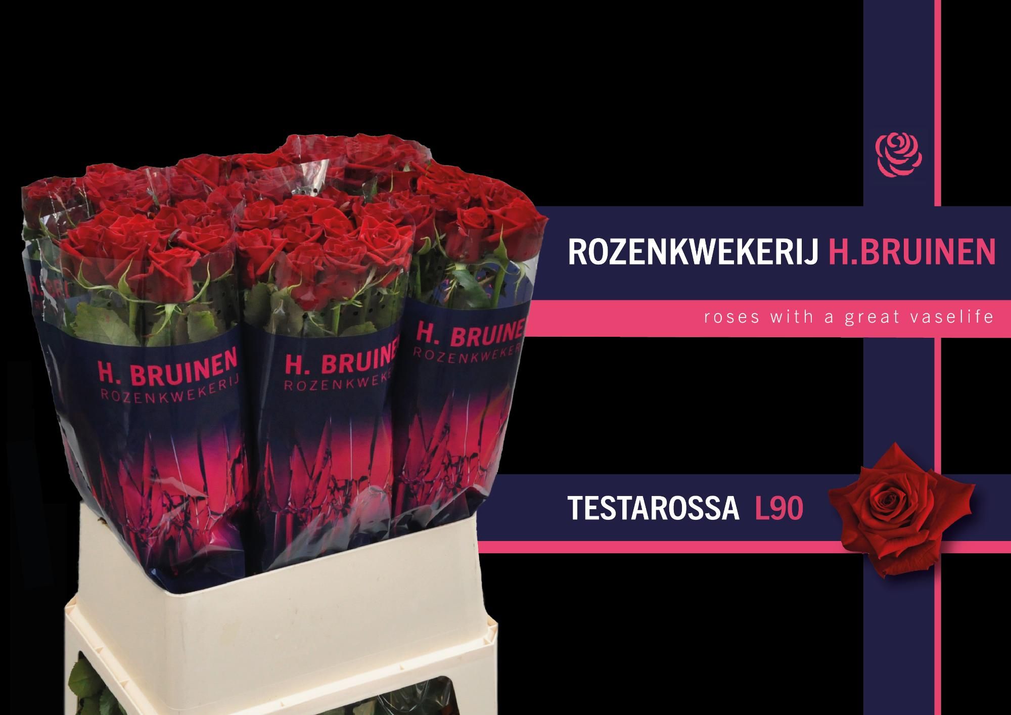 Роза од. Тестаросса 90, шт.