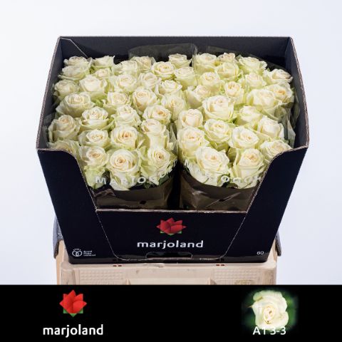 Роза од. Доломити 60, шт.