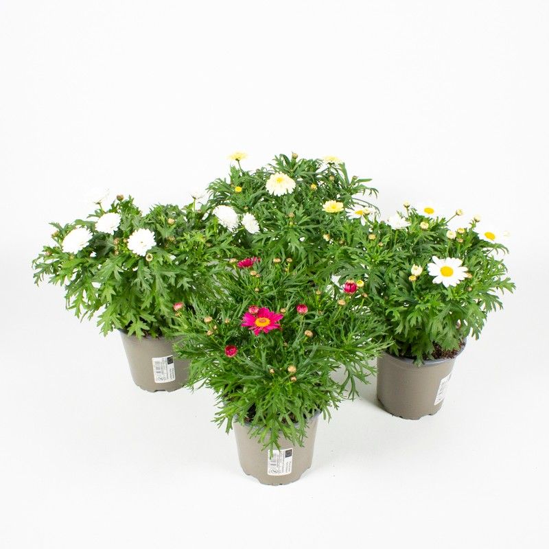 Argyranthemum frutescens 'Crazy Daisy' Mixlage, D 10,5