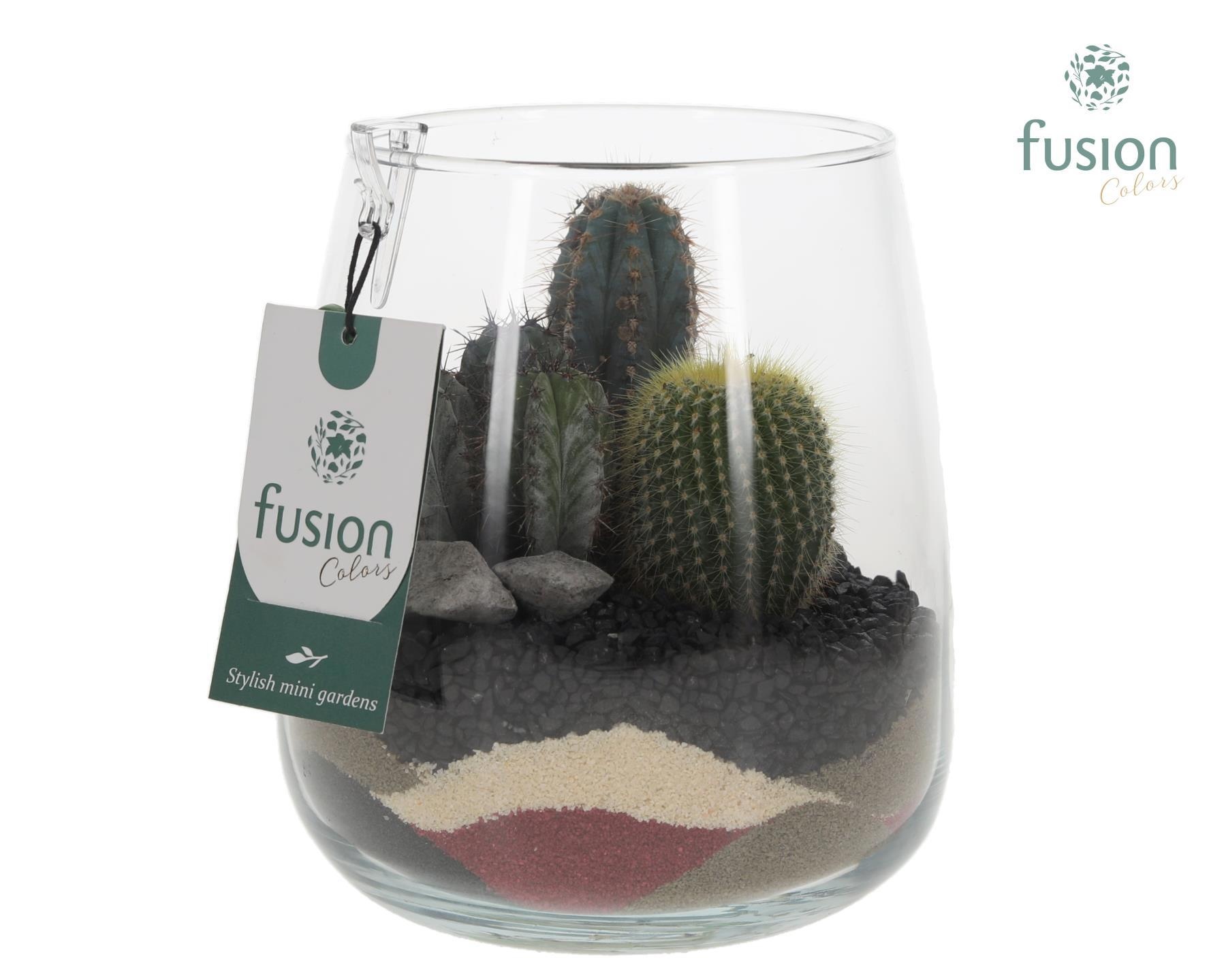 Glazen vaas Alzada met Cactus arrangement, D 15