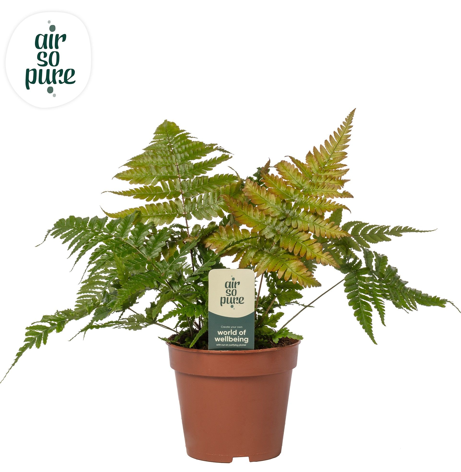 Dryopteris erythrosora - Air So Pure, D 12