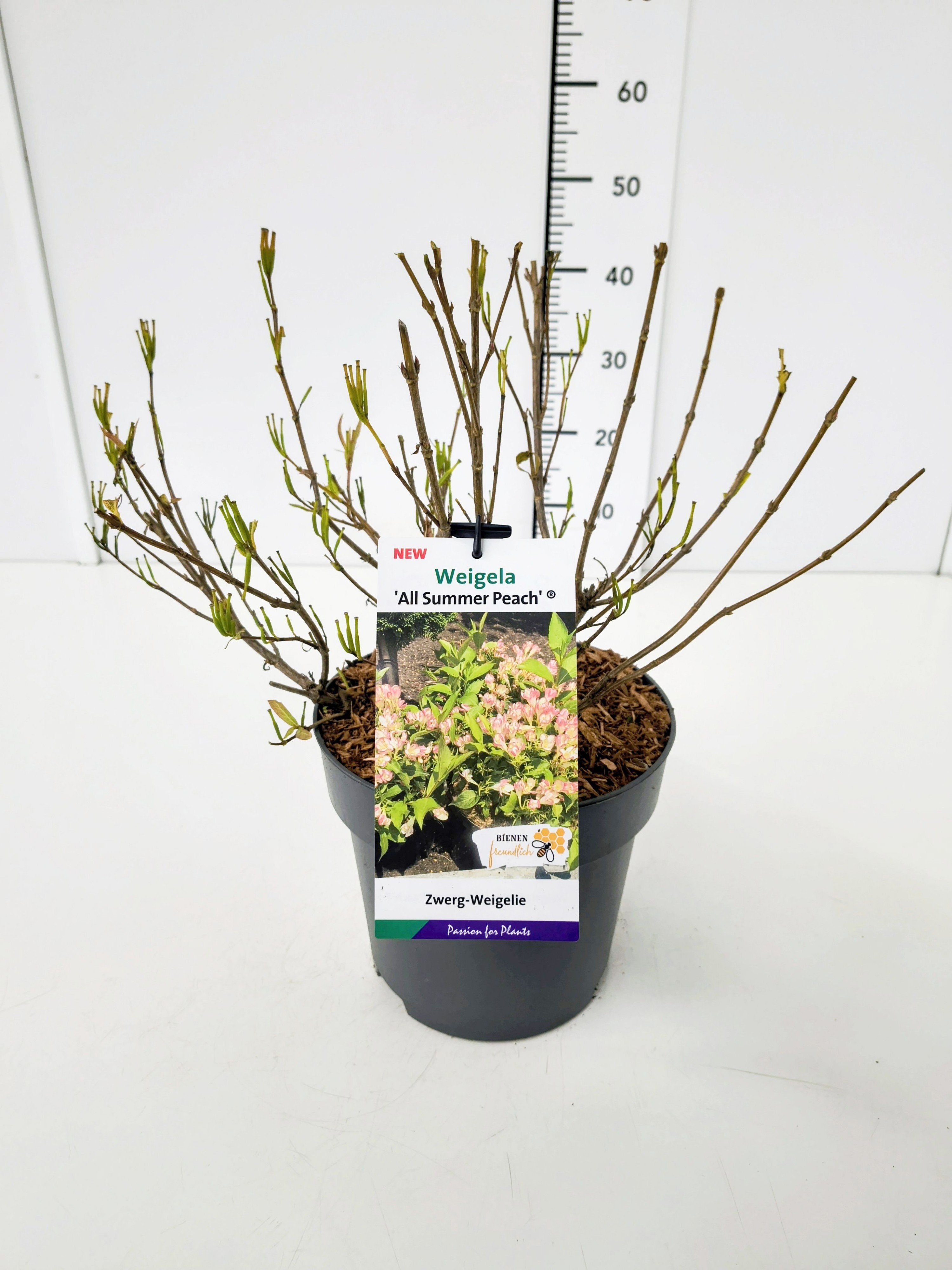 Weigela 'All Summer Peach' 30-40C5, D 23