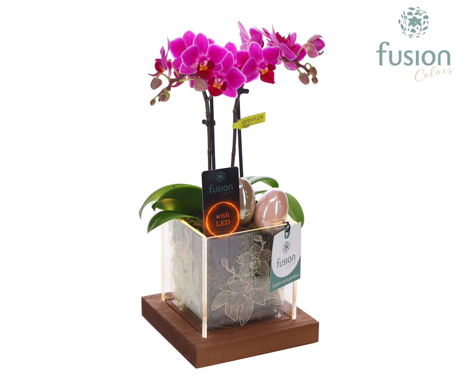 Acryl bakje LED met Phalaenopsis Pasen, D 12