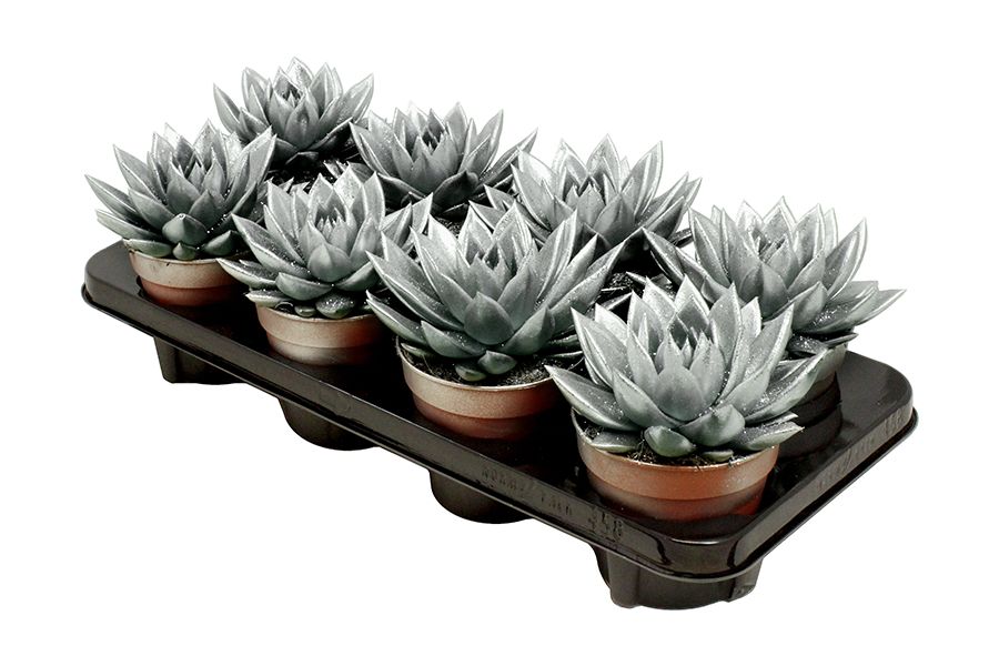 Miranda coloured silver + Natureglit®, D 12 cm