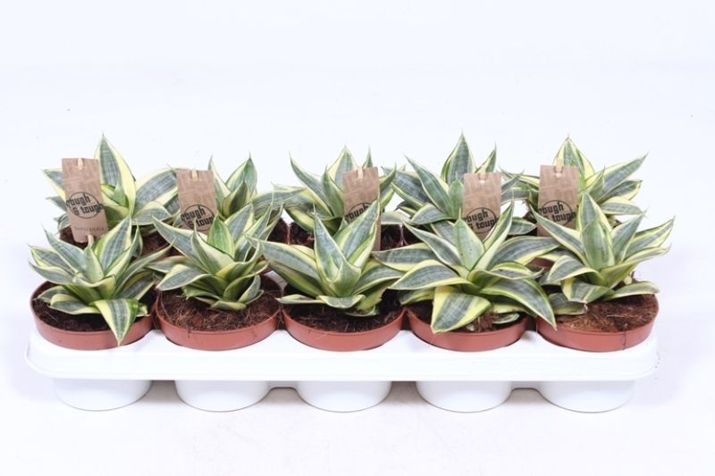 Sansevieria Golden Hahnii, D 12
