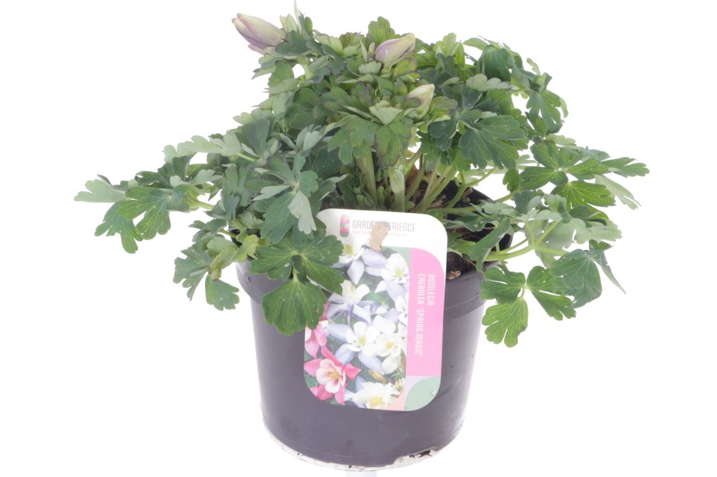 Aquilegia caer.Spring Magic Navy-Wh, D 13