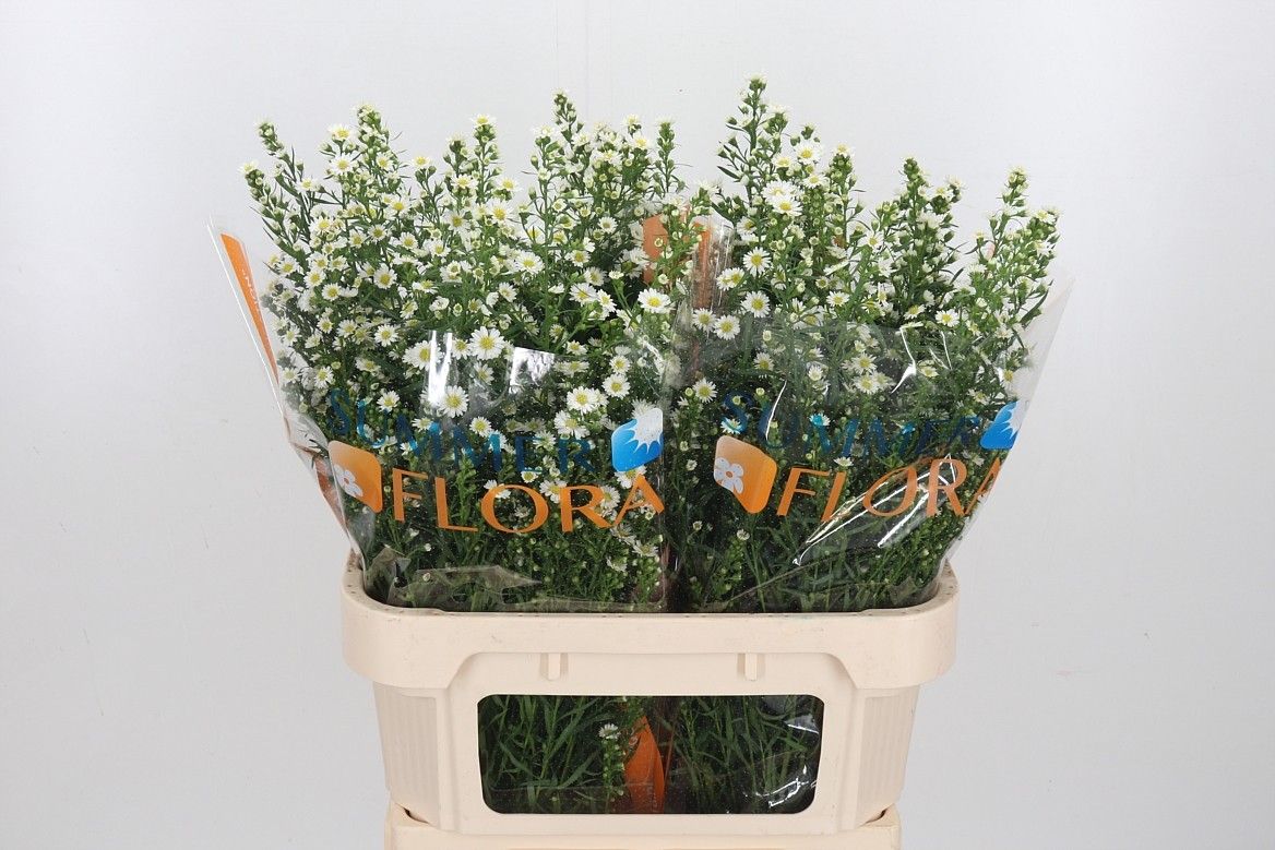 Астер Пакита 80, шт.