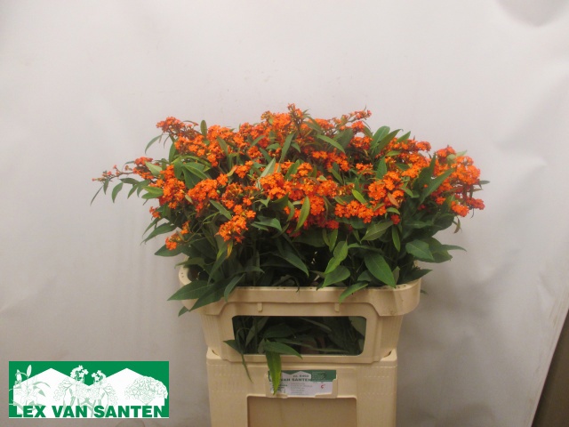 Эуфорбия куст. Квин Оф Оранж 75, шт.