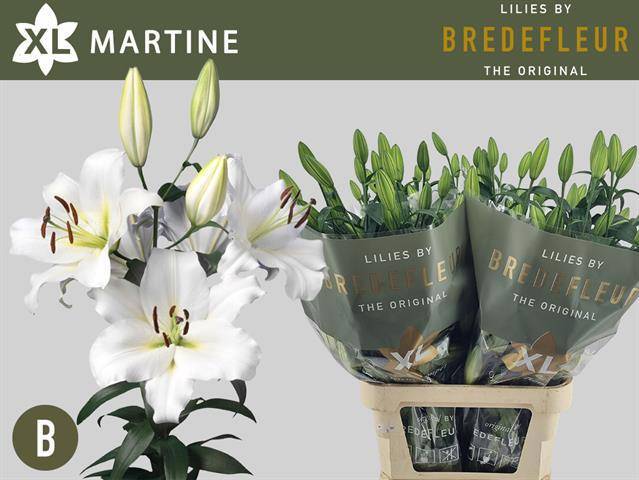 Лилия Мартин 95, шт.