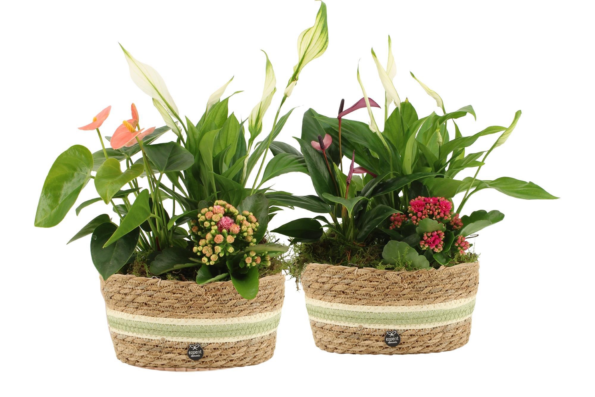 22019: Contradiction arrangement, D 23