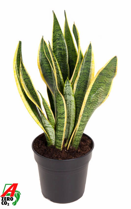 Sansevieria Laurentii P17, D 17