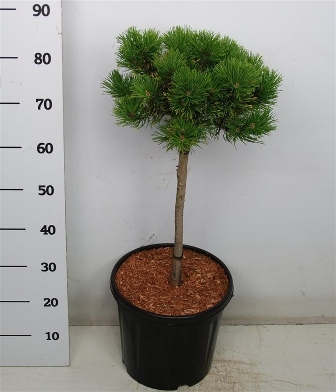 Pinus mugo 'Carsten's Wintergold', D 32 cm