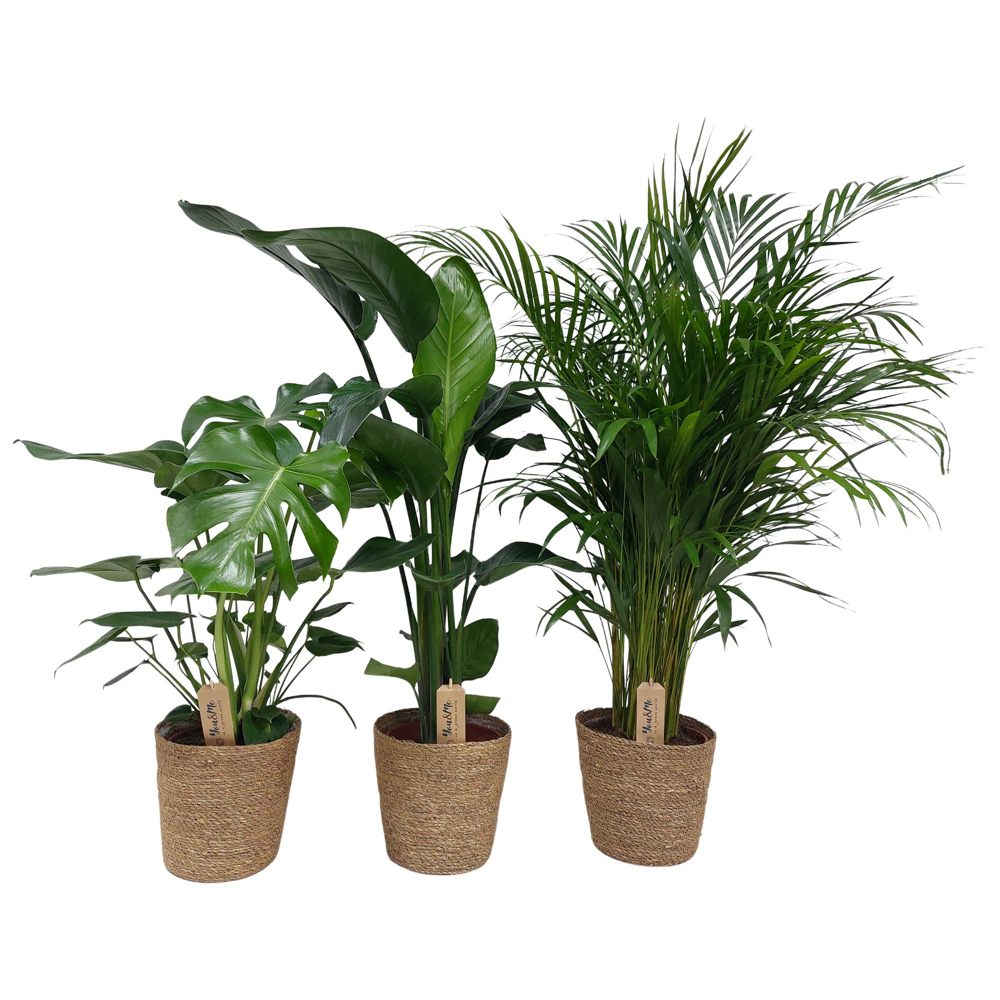 Mixed green in natural basket, D 21