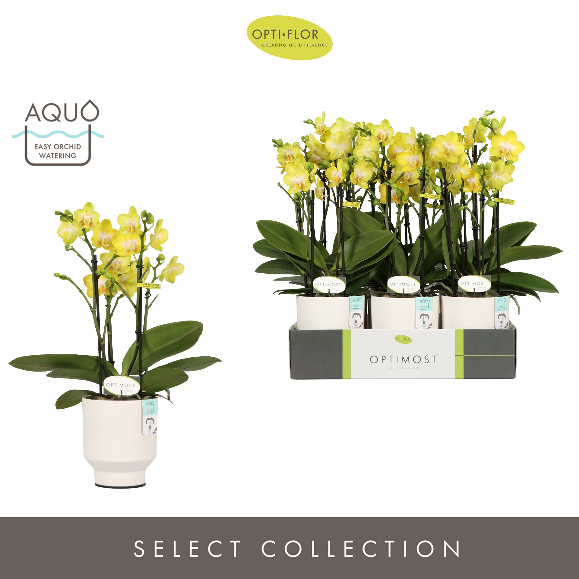 Optimost Arezzo 4 spike in Emilia White Aquo, D 12 cm