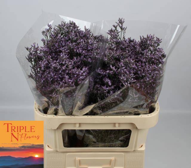 Лимониум Сафора Лилак 70, шт.