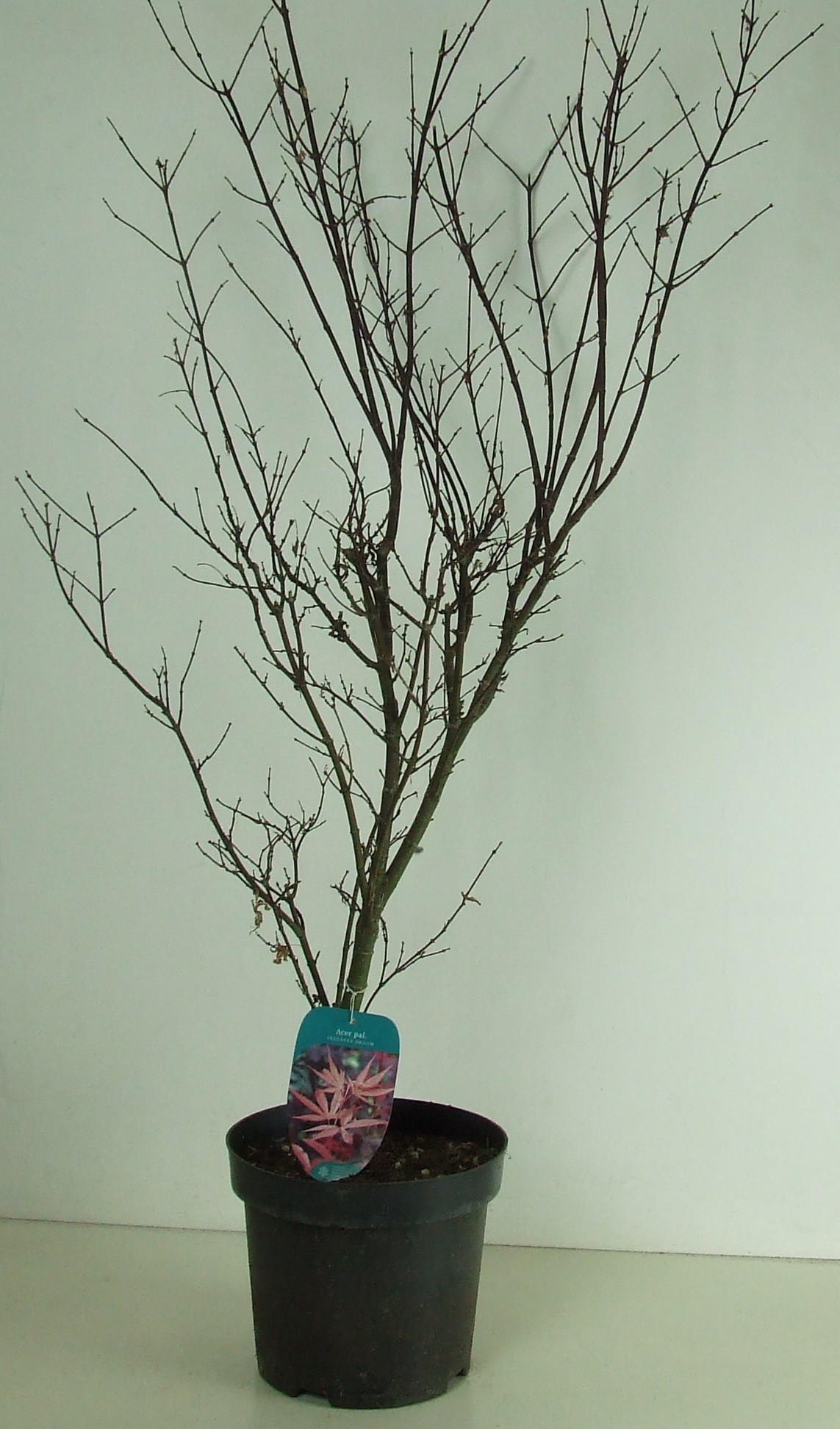 Acer palmatum 'Skeeters Broom' P26, D 26