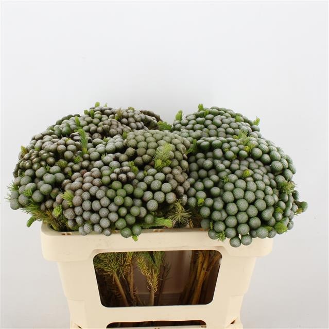 Бруния Альбифлора 50, шт.