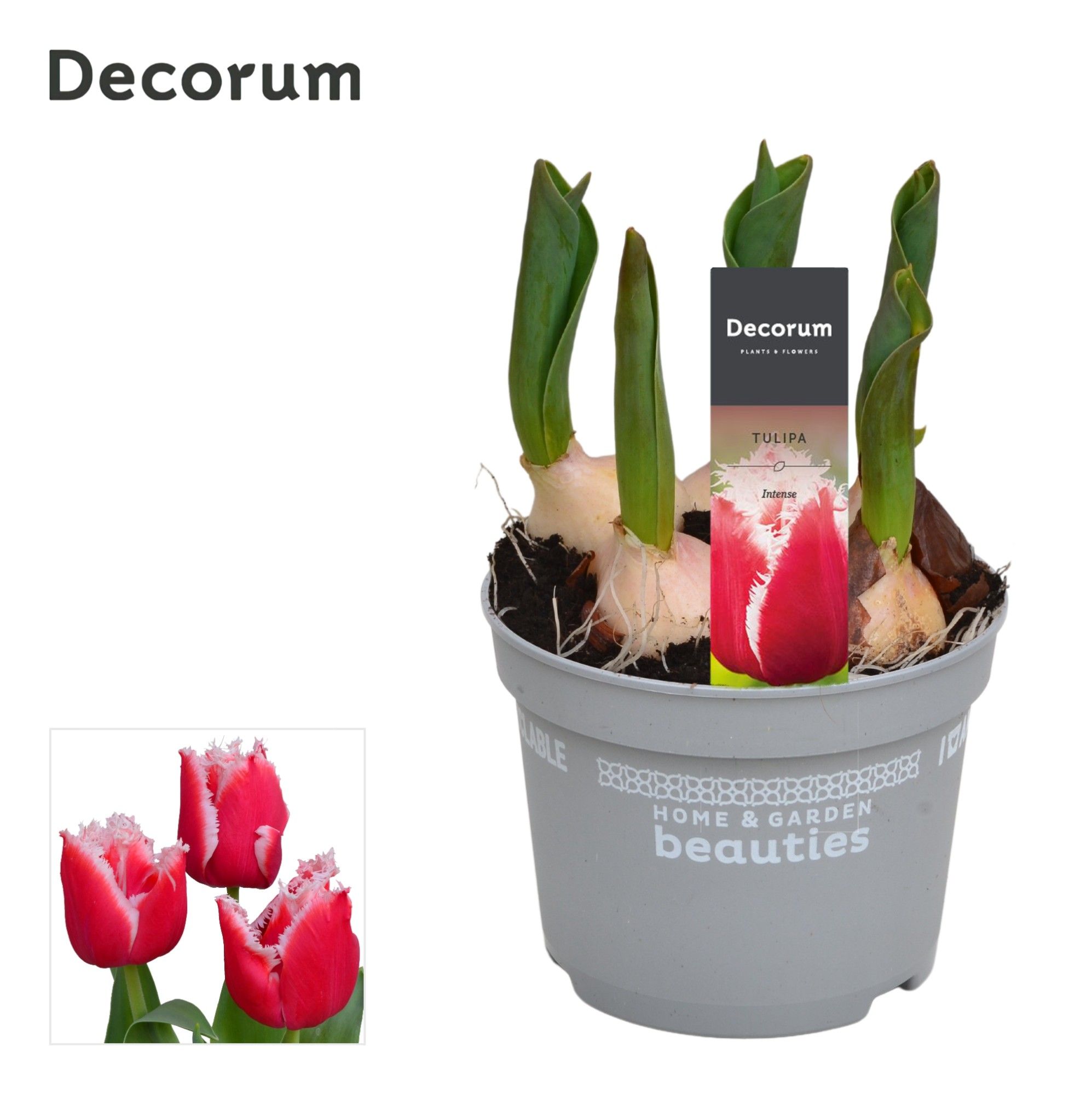 Tulp Intense, D 12