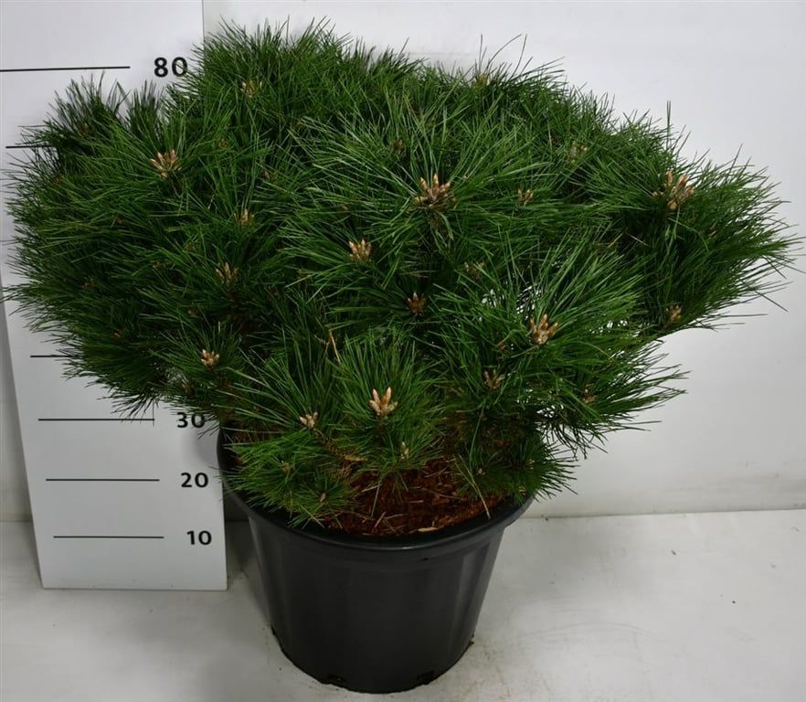 Pinus nigra 'Pierrick Bregeon', D 48