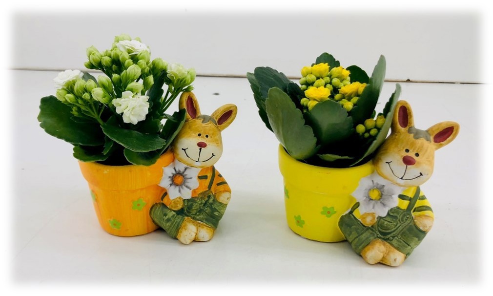 TDM PASEN 26 : Mix Konijn met Kalanchoë, D 6