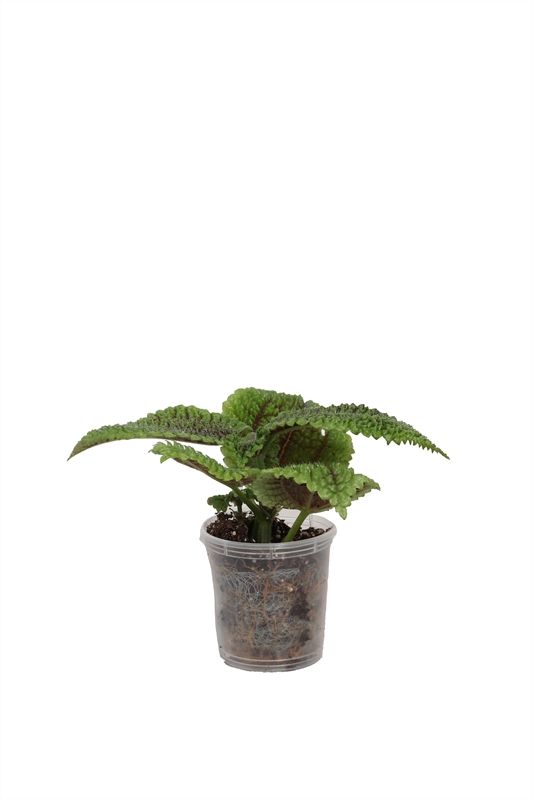 Pilea p06 Moon Valley, D 6 cm