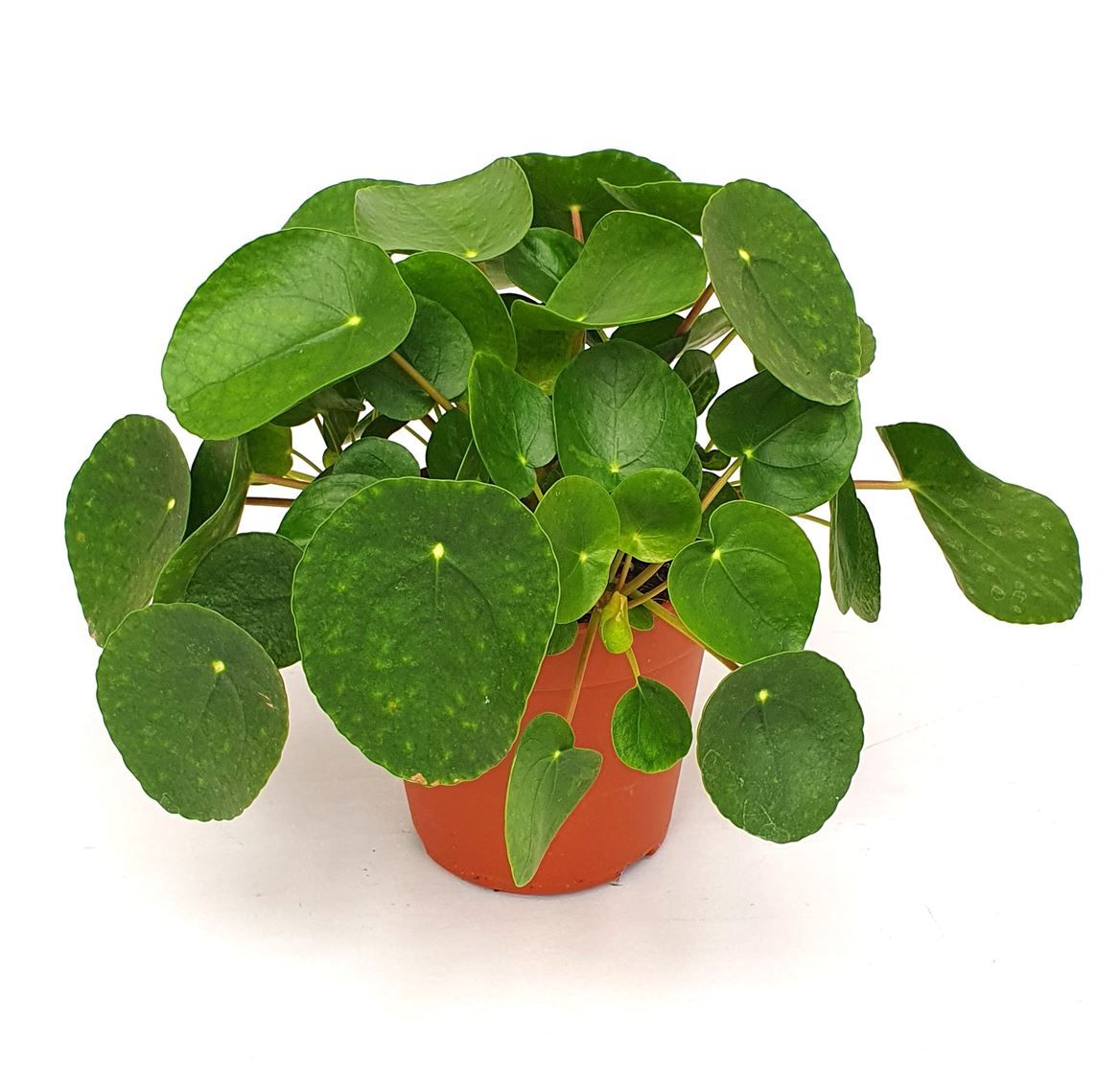 Pilea Peperomioides, D 15