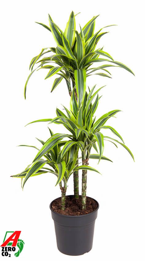 Dracaena Lemon Lime 60-30-15, D 21