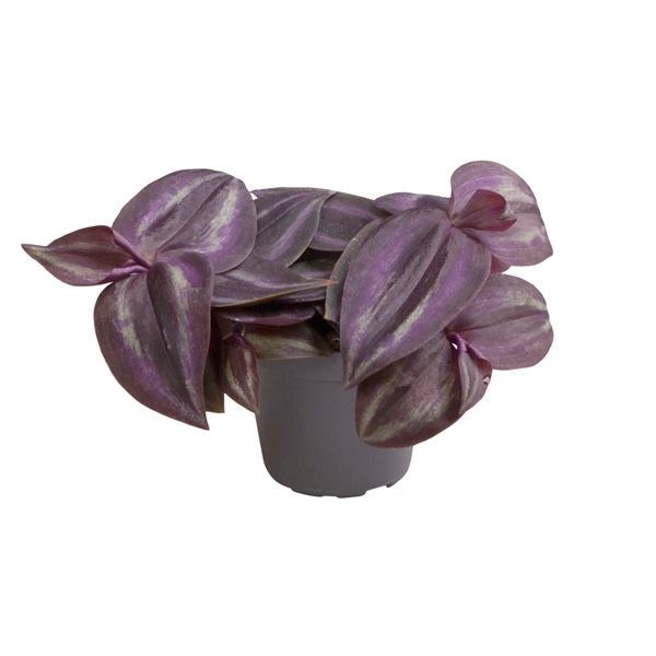 Tradescantia Purple Joy new, D 6 cm Tradescantia Purple Joy new, D 6 cm