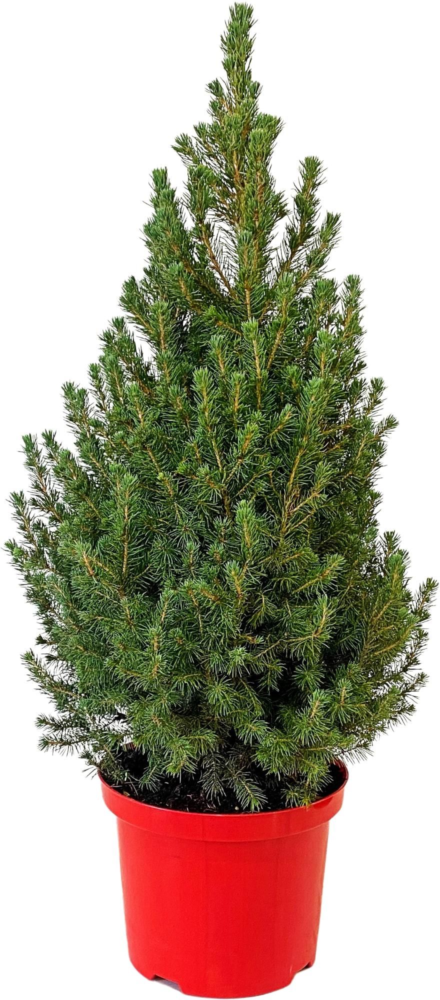Picea gl. 'Conica' 70-80 cm Rood ( 90-100 cm ), D 23 cm