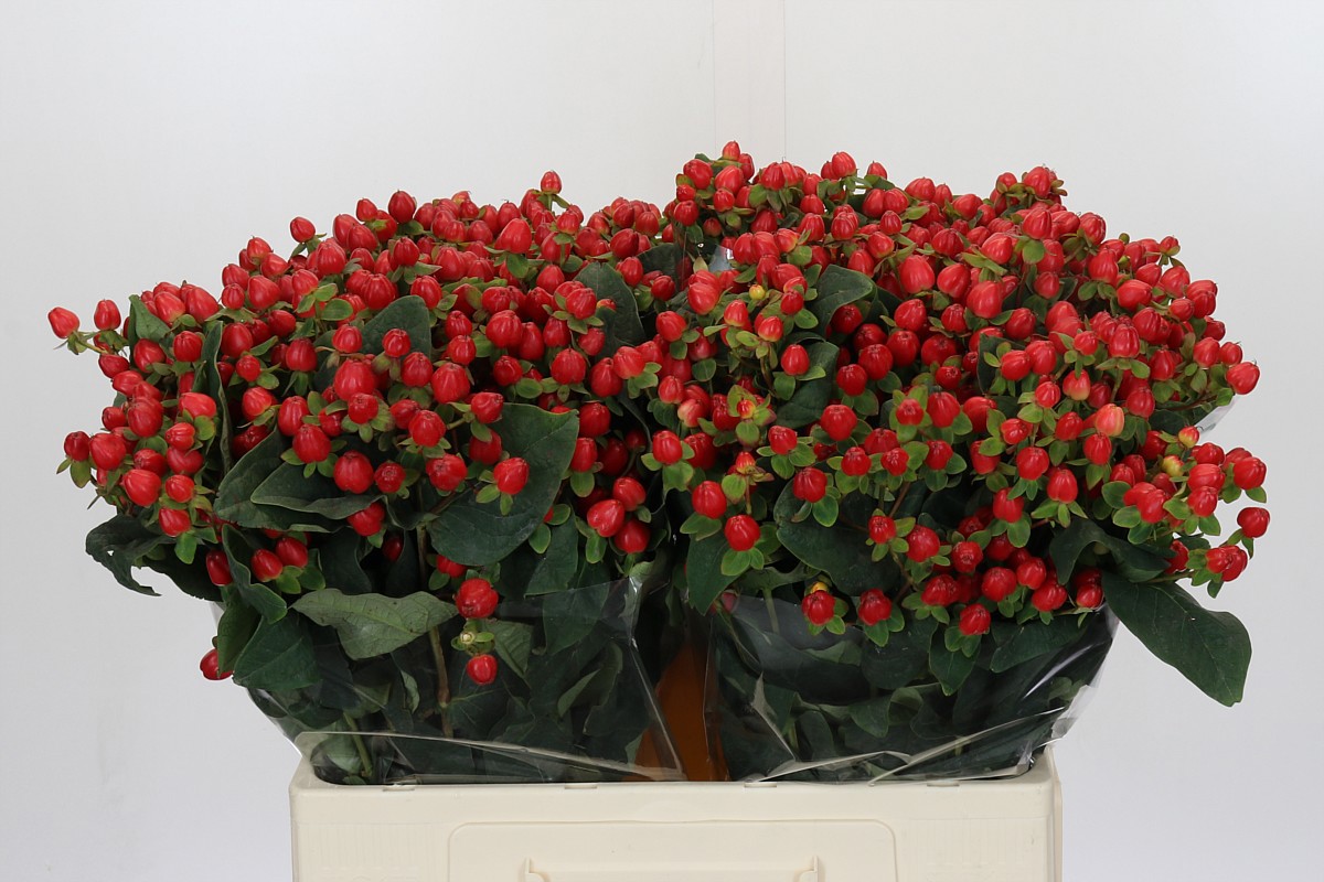 Гипперикум Мэджикал Триумф 60 (красн.), шт.