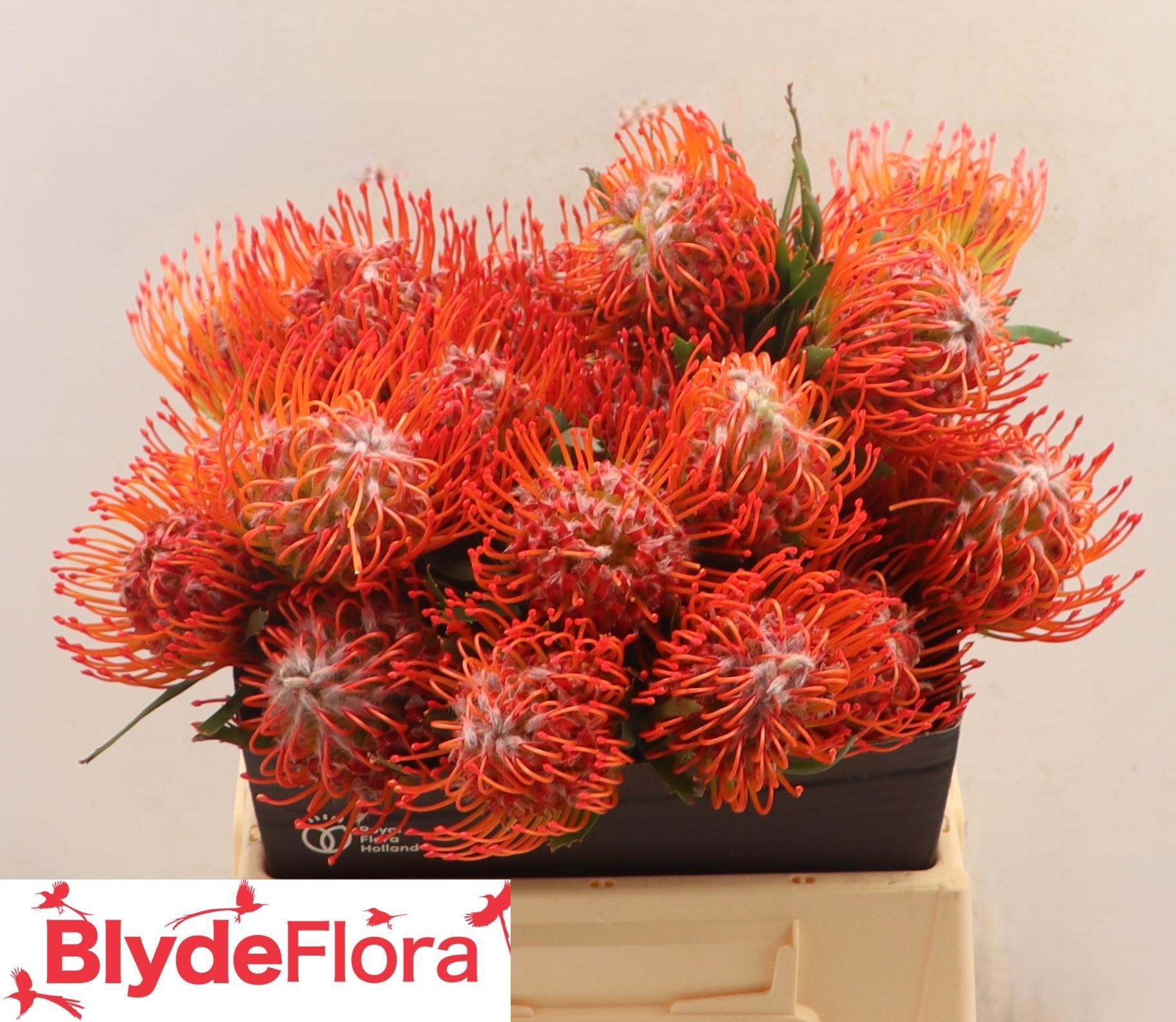 Нутанс Танго 40, шт.