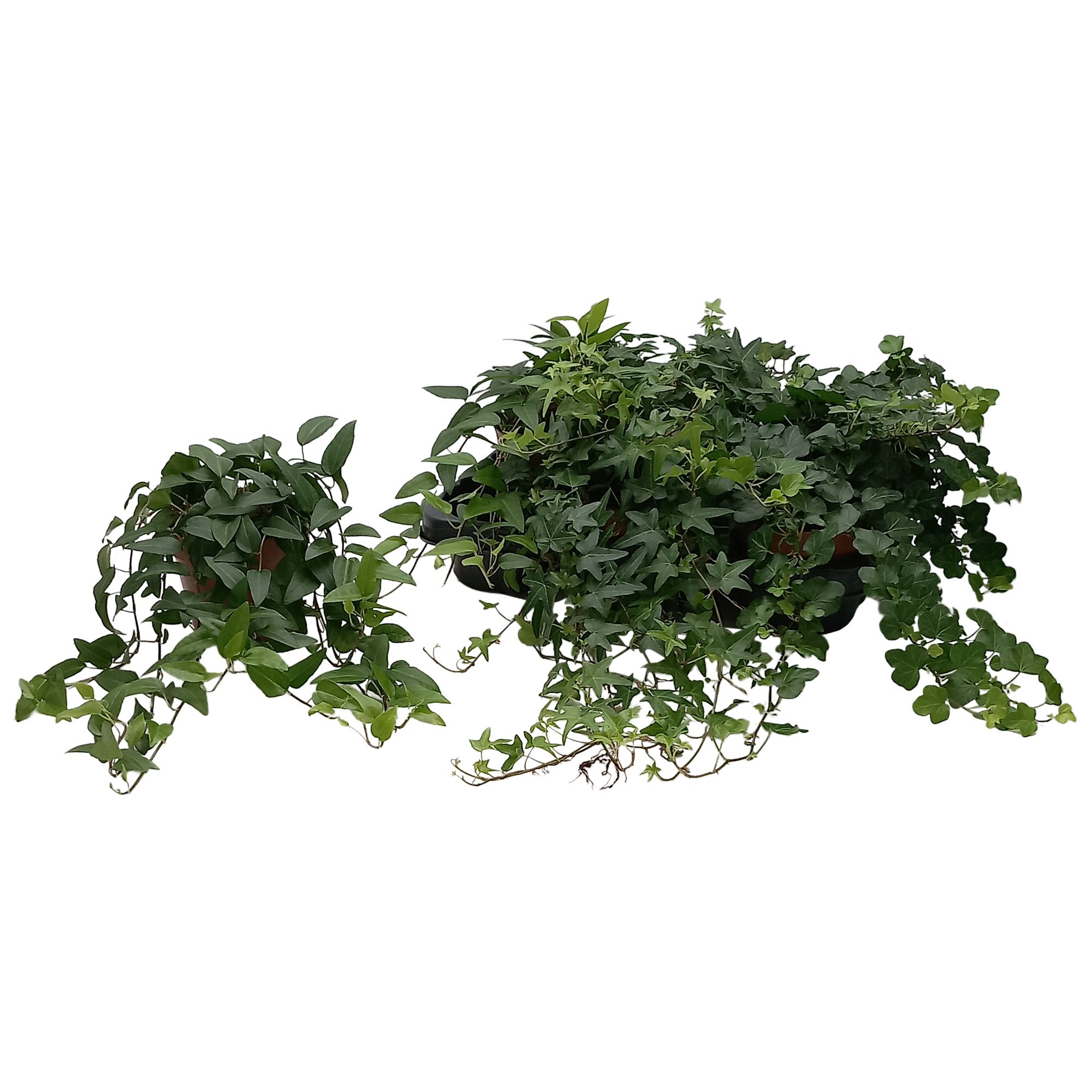 Hedera helix groen gemengd, D 13