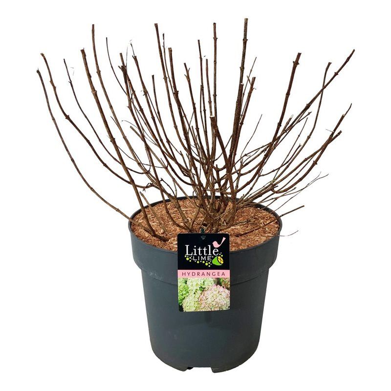 Hydrangea pan. 'Little Lime', D 32