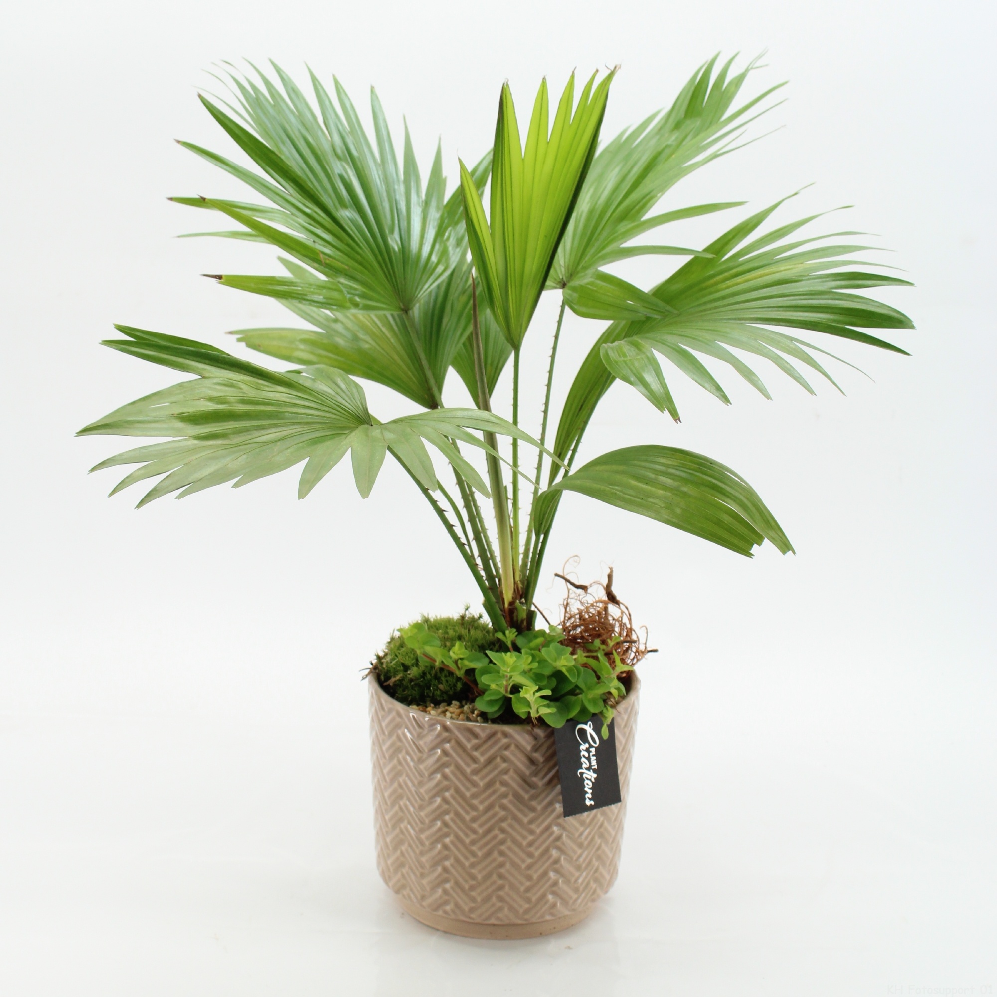 GRCR-2627 Green Essentials, D 16