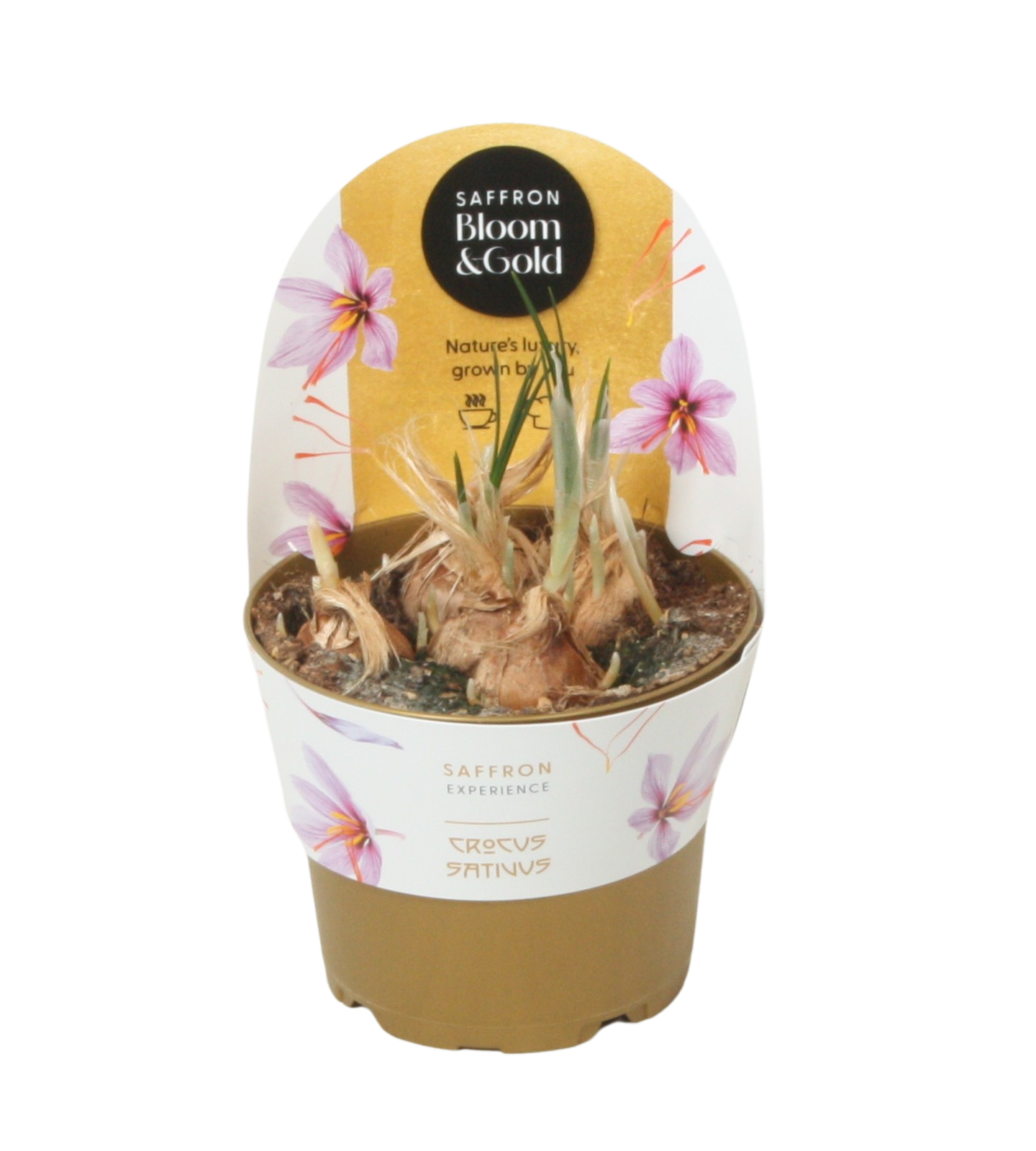 Saffron Bloom & Gold (Crocus Sativus), D 12 cm