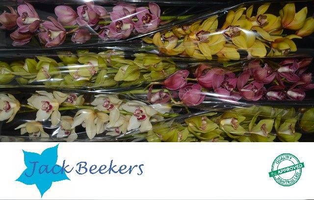 Цимбидиум Микс 80 x6, шт.