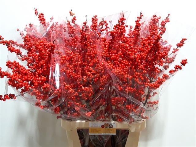 Илекс Красные ягоды 100, шт.