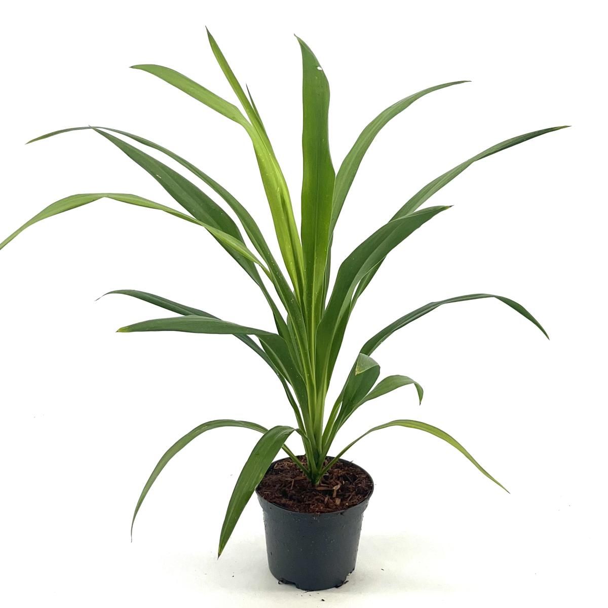 Cordyline aus. Emerald Star, D 17
