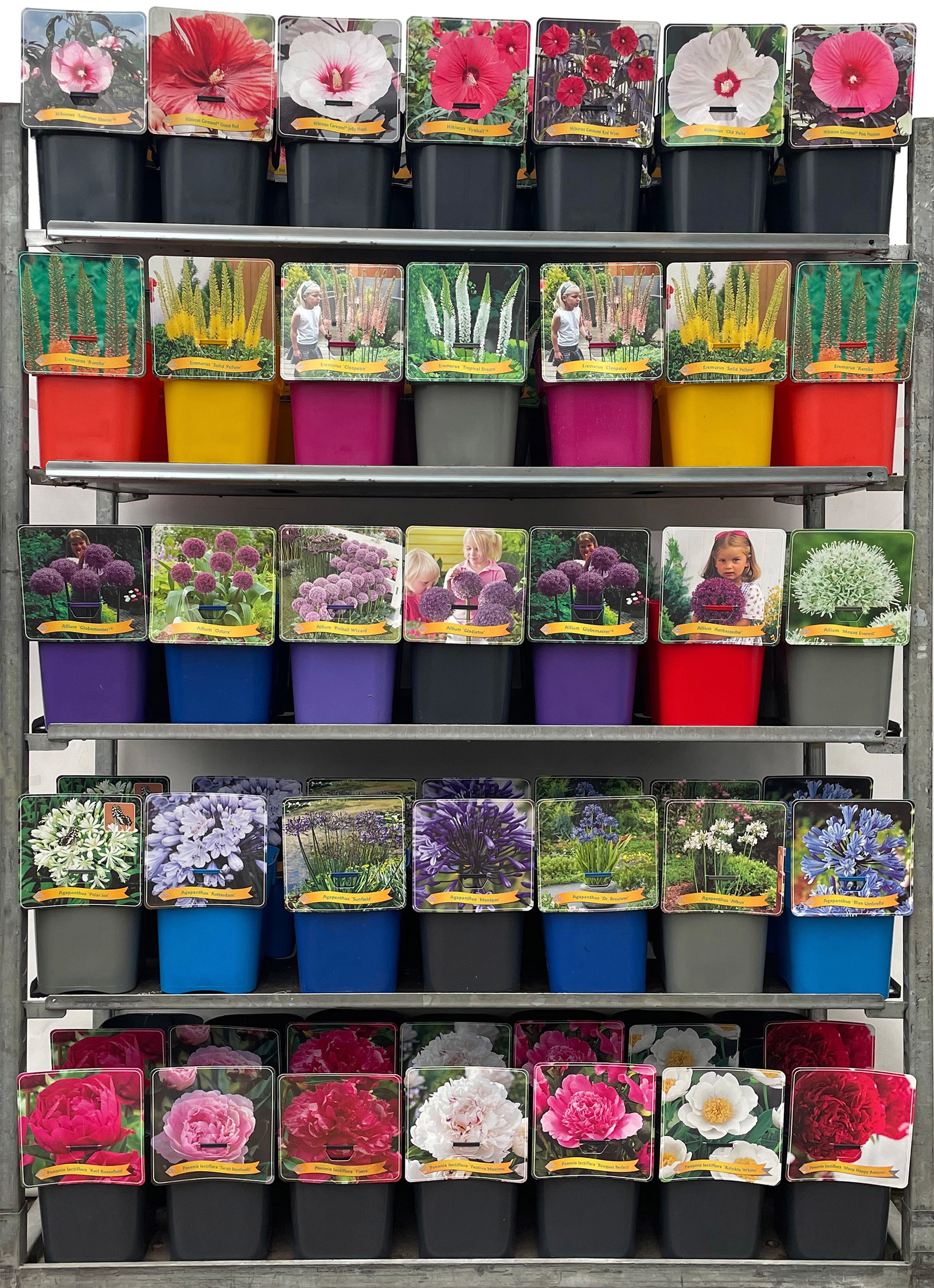 Vaste planten Mix CC 1 C5, D 21