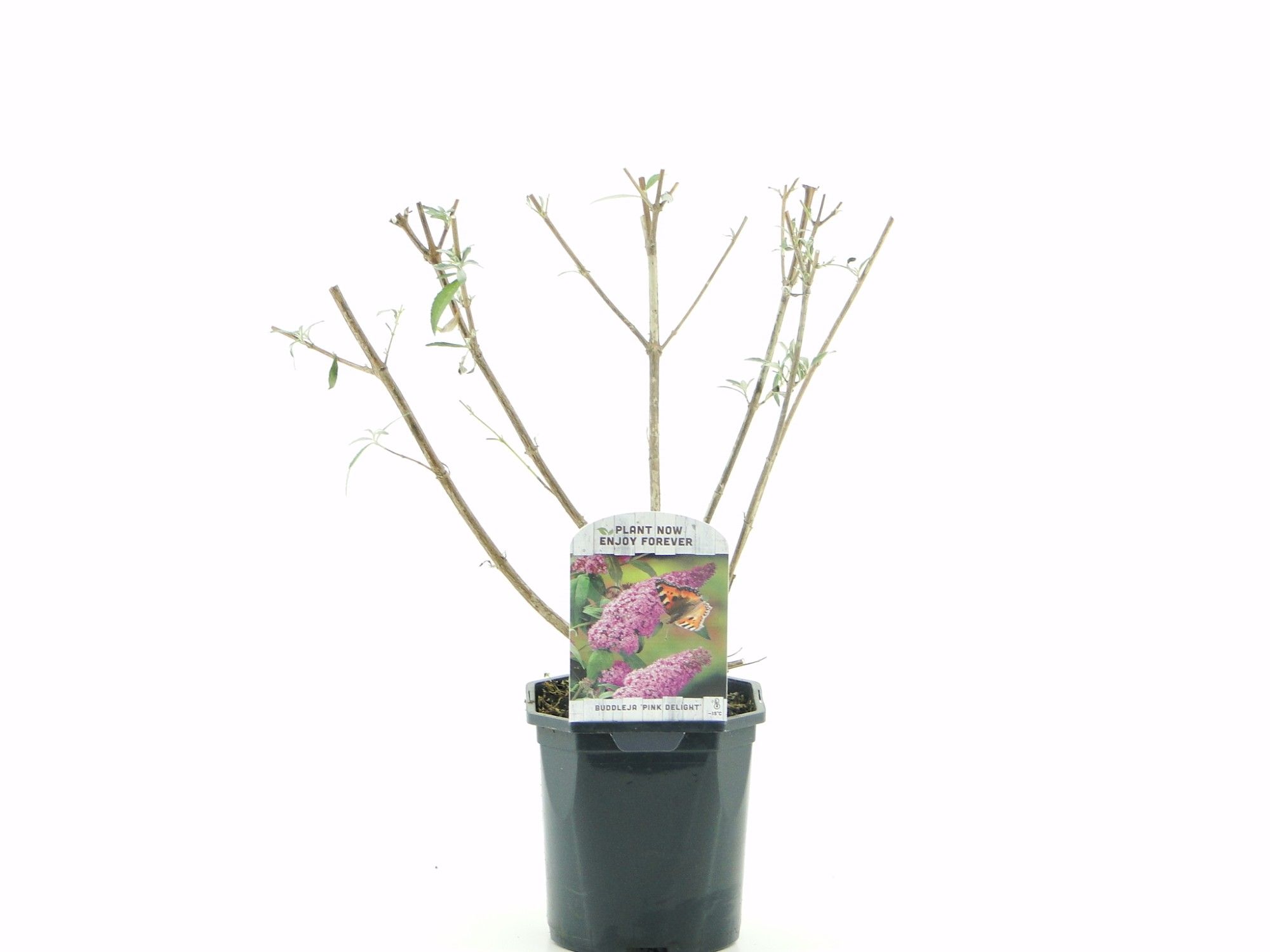 Buddleja dav. Pink Delight, D 17 cm Buddleja dav. Pink Delight, D 17 cm